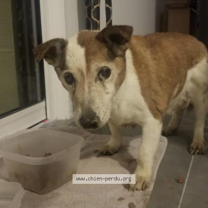 Photo 1/3 Dog reunited Lost in Orgeval