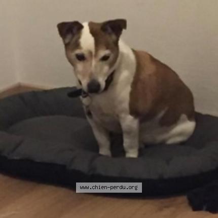 Photo 2/3 Dog reunited Lost in Orgeval