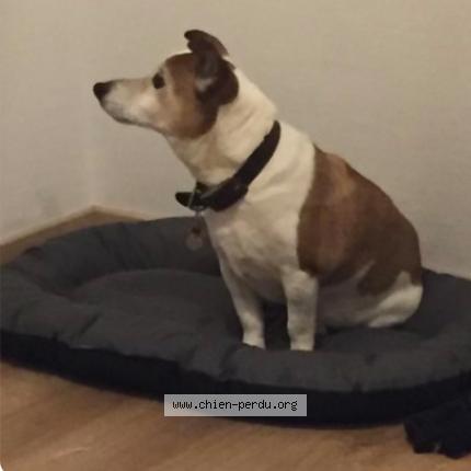 Photo 3/3 Dog reunited Lost in Orgeval