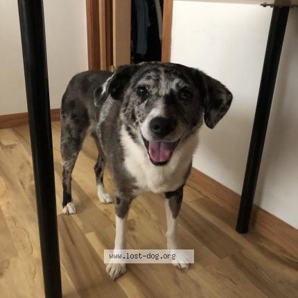 Photo 1/3 Reunited dog Lost in Camarillo