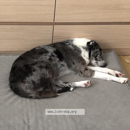 Photo 2/3 Reunited dog Lost in Camarillo