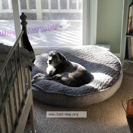 Photo 3/3 Reunited dog Lost in Camarillo