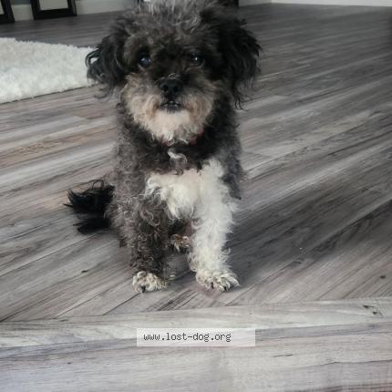 Photo 1/1 Reunited dog Lost in Bowie