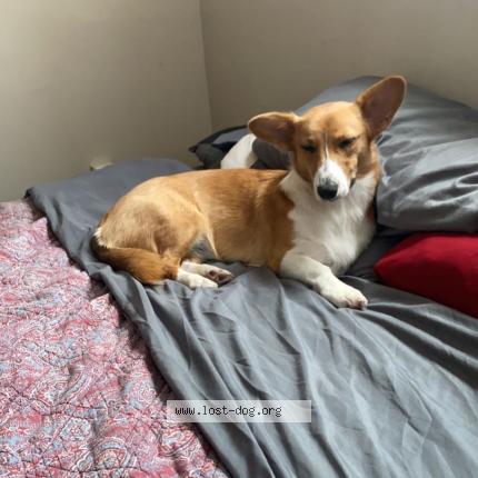 Picture of dog lost at Saint Louis