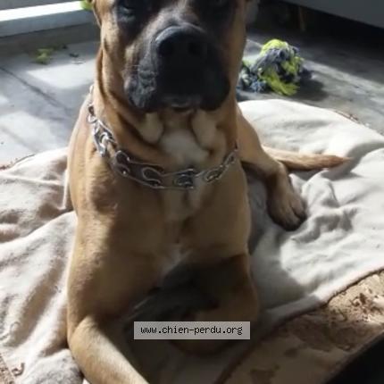 Foto 1/1 Hond teruggevonden Vermist in Bruxelles