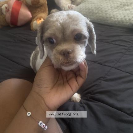 Picture of dog lost at Chicago