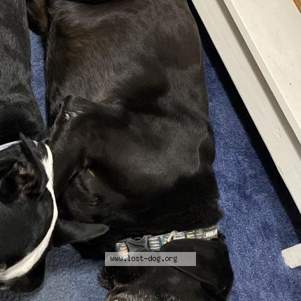 Picture of dog lost at Panama City