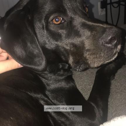 Photo 2/2 Reunited dog Lost in Panama City