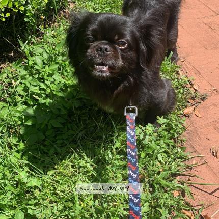 Photo 1/1 Reunited dog Lost in Miami