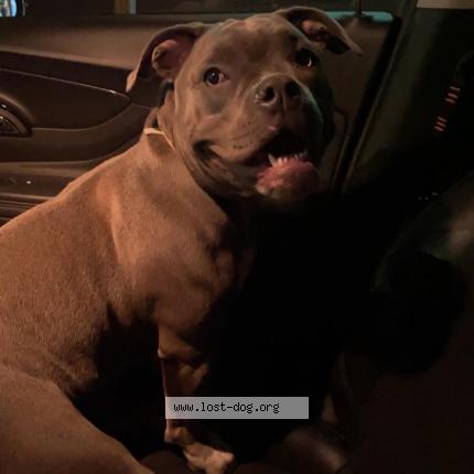 Picture of dog found at Flushing