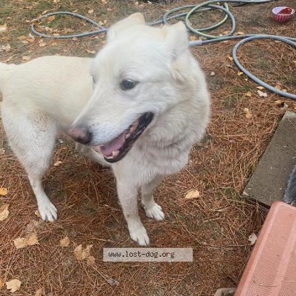 Photo 1/1 Reunited dog Found in Pine river