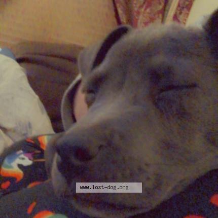 Photo 1/1 Reunited dog Lost in Covington