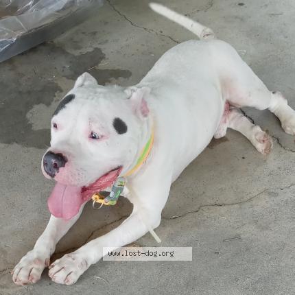 Picture of dog lost at Indianapolis