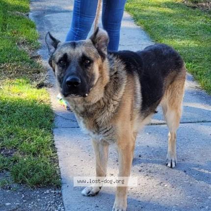 Picture of dog lost at Mundelein