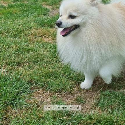 Foto 1/1 Hond teruggevonden Vermist in Wanfercee Baulet