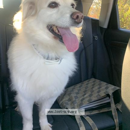 Photo 1/1 Reunited dog Found in Charlotte Nc