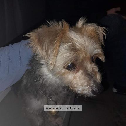 Foto van gevonden hond in Havelange