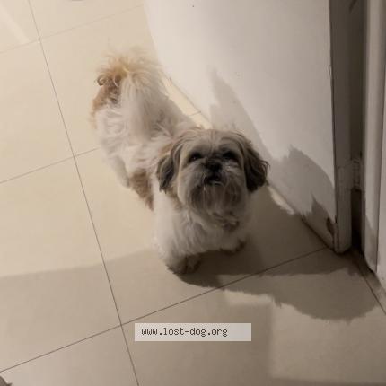 Picture of dog lost at Miami