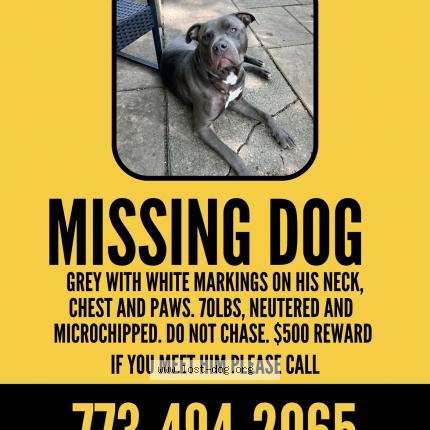 Photo 1/1 Reunited dog Lost in Kankakee