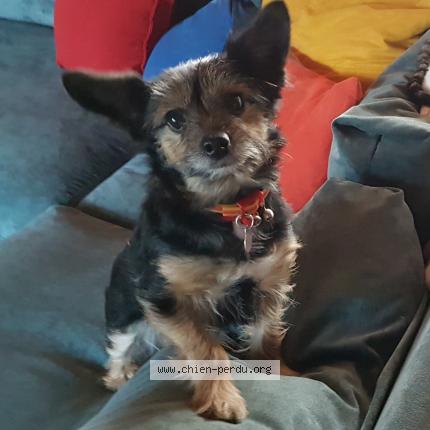 Foto van vermiste hond in Vleezenbeek