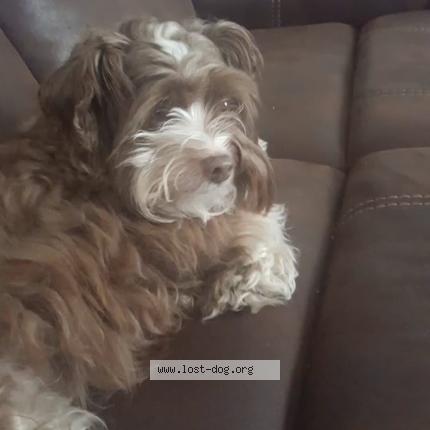 Picture of dog lost at Greenville