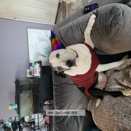 Picture of dog lost at Williamsburg