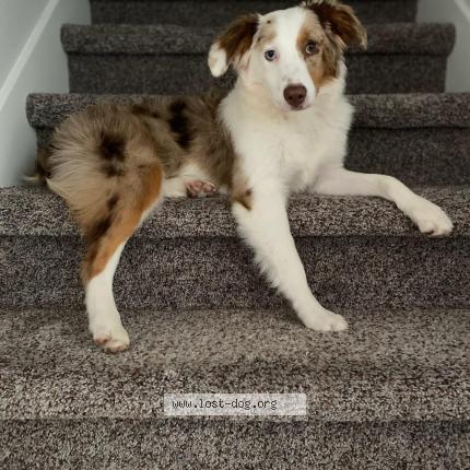 Picture of dog lost at Waterloo