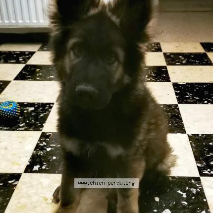 Foto van vermiste hond in Ransart