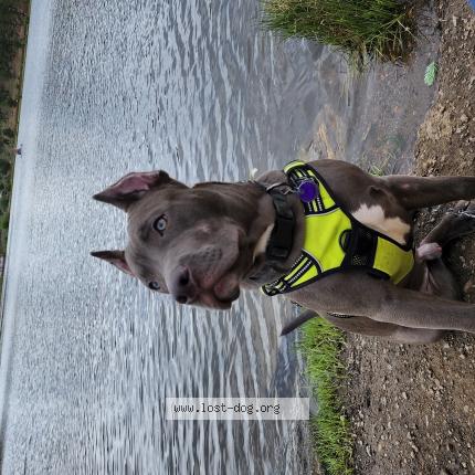 Picture of dog lost at Denver