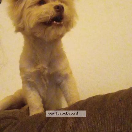 Picture of dog lost at Oklahoma City