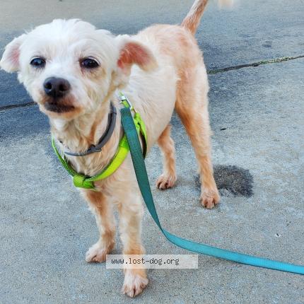 Picture of dog lost at Alhambra
