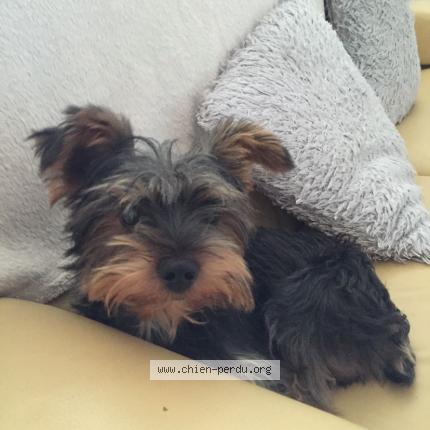 Photo 1/1 Reunited dog Lost in Ales