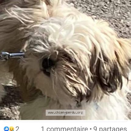 Foto 1/2 Hond teruggevonden Vermist in Retinne