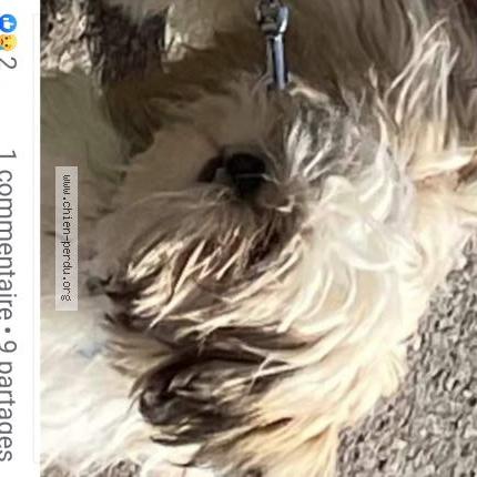 Foto 2/2 Hond teruggevonden Vermist in Retinne