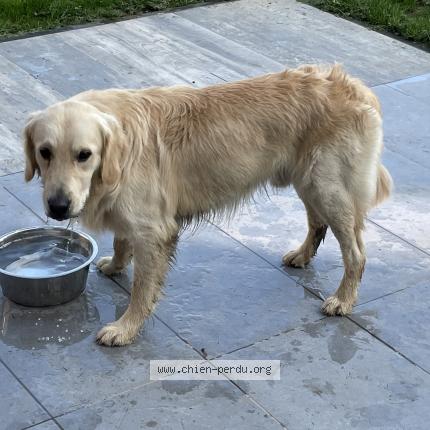 Foto 1/1 Hond teruggevonden Gevonden in Sart Dames Avelines