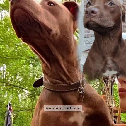 Foto van vermiste hond in Watermael Boitsfort