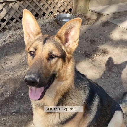 Picture of dog lost at Mendon