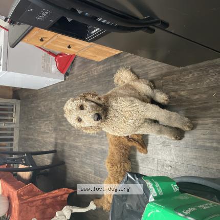 Photo 1/1 Reunited dog Lost in Garber