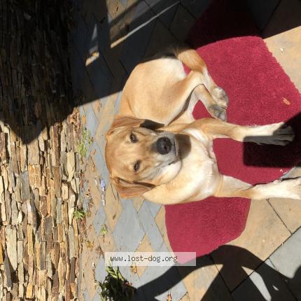 Photo 1/1 Reunited dog Lost in Chesterfield