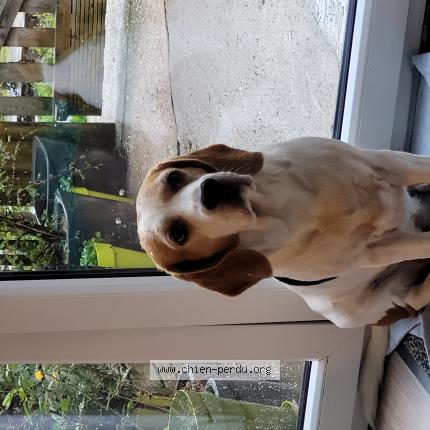 Foto van vermiste hond in Aubel