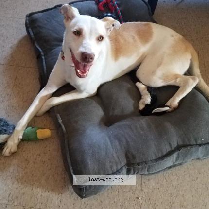 Picture of dog lost at Landers