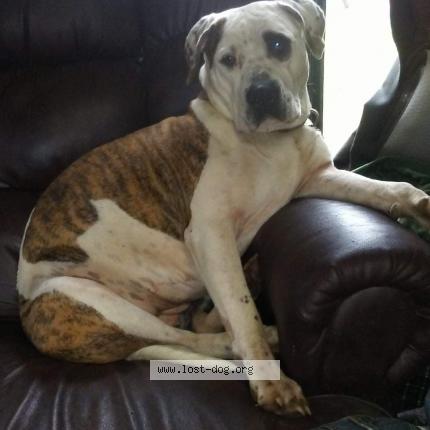 Picture of dog lost at Sandy