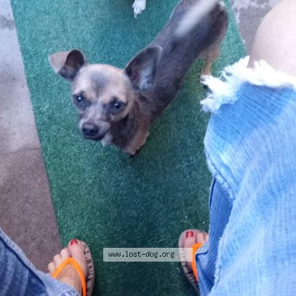 Picture of dog lost at Phoenix