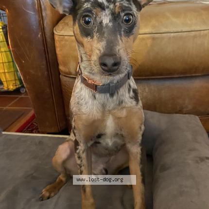 Picture of dog found at Kent