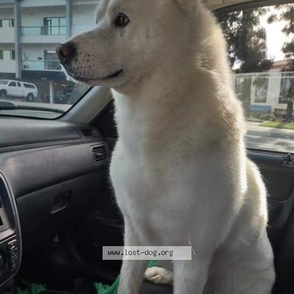 Photo 1/1 Reunited dog Lost in Desert Hot Springs
