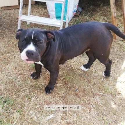 Photo 1/1 Reunited dog Lost in Nimes