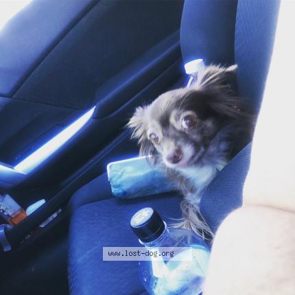Photo 2/2 Reunited dog Lost in Rogers