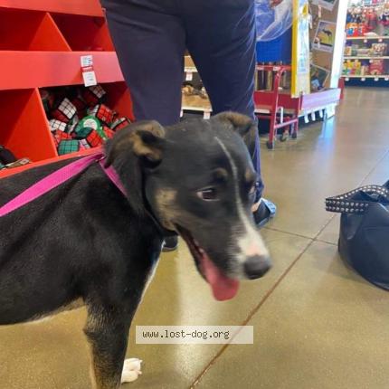 Picture of dog lost at Fayetteville