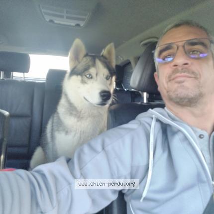 Photo 1/1 Reunited dog Found in Meyzieu