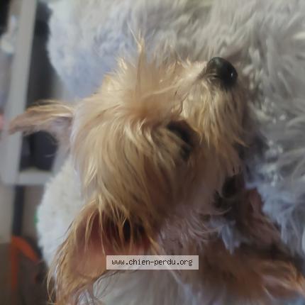 Foto 1/1 Hond teruggevonden Gevonden in Papignies